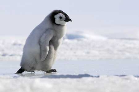 Aptenodytes forsteri/Emperor Penguin Penguin