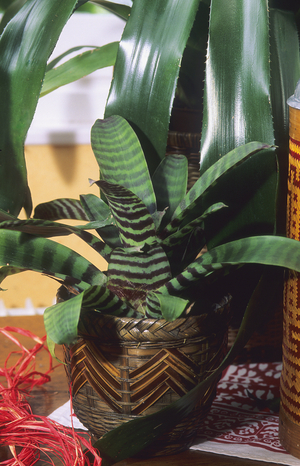 Vriesea splendens/Lobster Clips/Flaming Sword