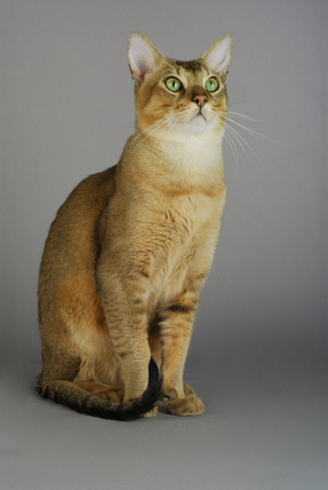 Cat/Breed: Chausie/Dress: Brown Ticked Tabby/Name: Tasurt Banguii - MANDATORY MORDER: Chattery Wild Heart