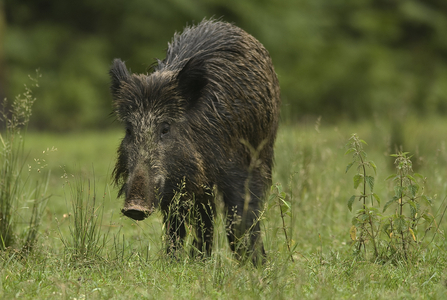 Sous scrofa/Boar/Wild Boar