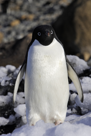 Pygoscelis adeliae/Penguin d'Adelie/Adelie Penguin