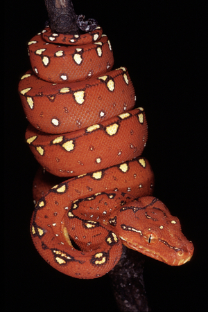 Chondropython viridis/Green Tree Python/Green Tree Python