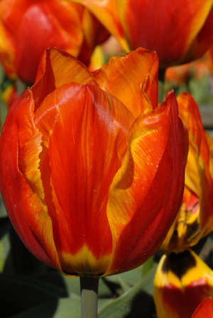 Tulipa x/Tulip Triumph 'Ester Surprise'
