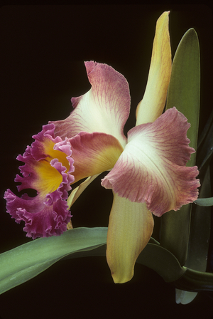 Brassolaeliacattleya 'Parador x Harlequin'/BLC