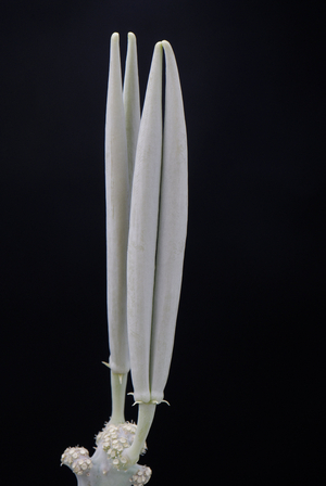Caralluma foetida