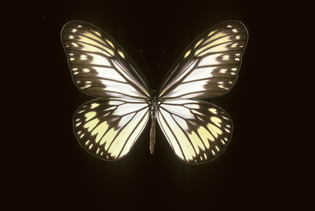 Ideopsis vitrea/Ideopsis de Blanchard