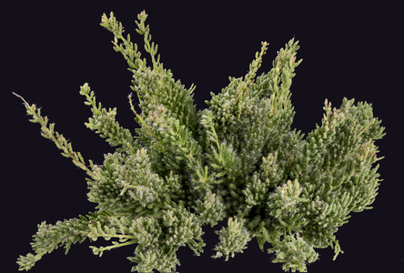 Rhipsalis mesembryanthemum/Coral Cactus/Coral Treasure