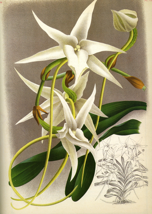 Botanical board/Angraecum sesquipedale/Lindenia