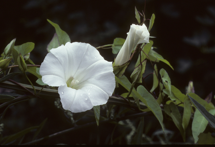 Convolvulus sepium/Hedge Bedge/Large Twist/Common Bindweed