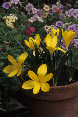 Sternbergia lutea/Yellow Sternbergia