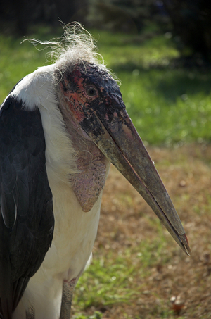 Leptoptilos crumeniferus/Marabout d'Afrique/Marabou