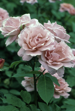 Rosa x/Pink 'Blessings'