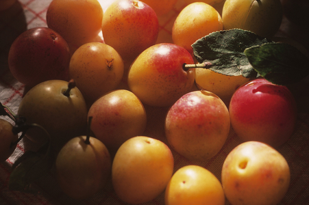 Prunus domestica/Plum Mirabelle