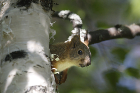 Red squirrel (Sciurus vulgaris)