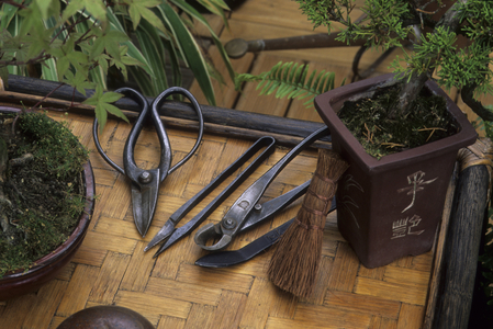 Bonsai/Tools: scissors, pliers, small brush, pottery