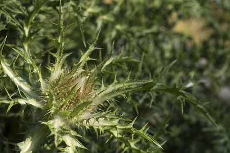 Carlina acaulis/Carline acaule/Short-stem Carline/Caroline Thistle