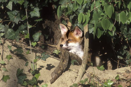 Vulpes vulpes/Red Fox/Red Fox/Renardeau