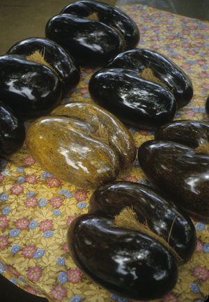 Polished and varnished Coconut Seeds/Lodoicea seychellarum/Lodoicea maldivica/Seychelles Coconut/Negress/Sea Coco/Double Cocoa Nut Palm