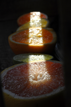 Citrus sp./Citrus
