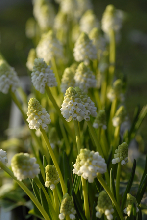 Muscari botryoides album/Muscari blanc/Grape Hyacinth