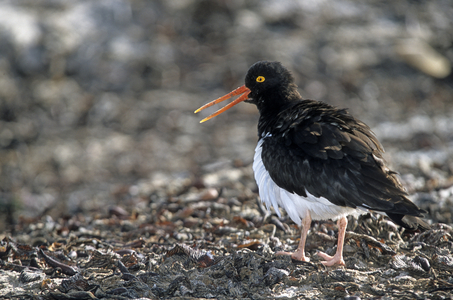 Haematopus ostralegus/Oystercatcher