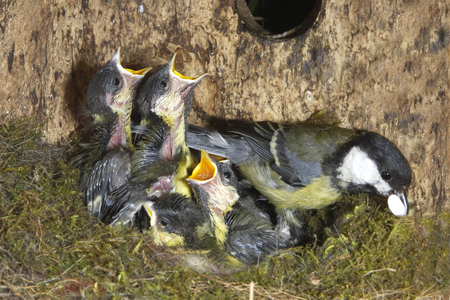 Parus major/Mesange charbonniere/Great Tit