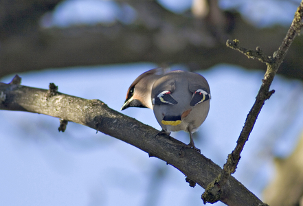 Bombycilla garrulus/Boreal Jasper/Bohemian Waxwing