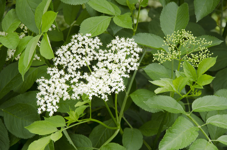 Sambucus nigra/Black Elderberry/Alderne/Black Elder