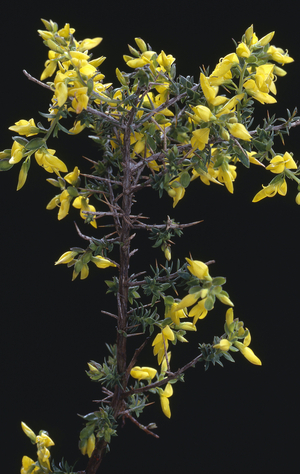 Genista anglica/Genet English/Genistette/Needle Furze