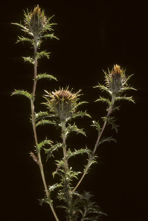 Carlina vulgaris/Carline vulgaris/Wild Artichoke/Common Carlina