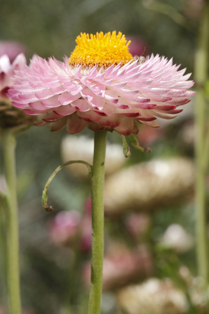 Helichrysum bracteatum/Immortelle a bractees/Straw Flower
