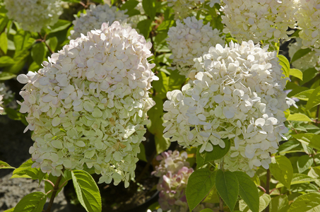hydrangea paniculata/Hydrangea 'Lime Light'