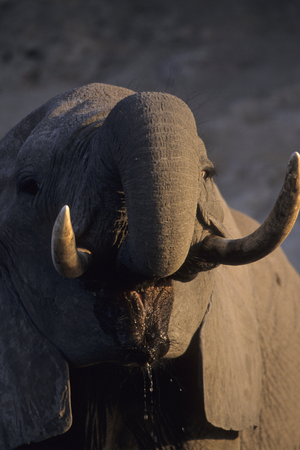 African Loxodonta/African Elephant/African Elephant