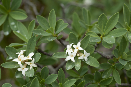 Daphne alpina/Alpine Daphne/Alpine Thymelee/Alpine Mezereon