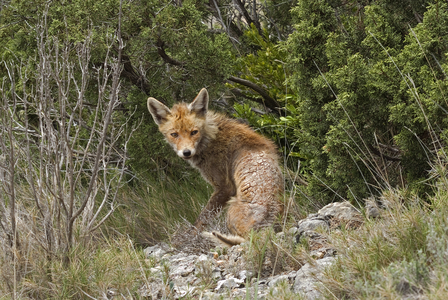 Vulpes vulpes/Red Fox/Red Fox/with scabies