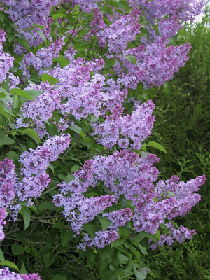 Syringa vulgaris/Common lilac