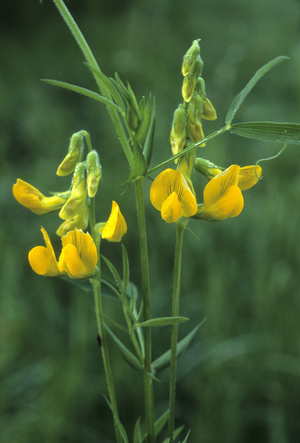 Lathyrus pratensis/Pee des pres/Yellow Fitchling