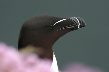 Alca torda/Penguin torda/Little Penguin/Razorbill