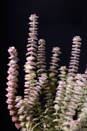 Crassula perforata/Crassule perforee/Propeller Plant