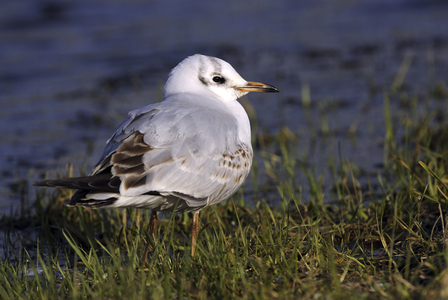 Larus ridibundus/Black Headed Gull/Black Headed Gull