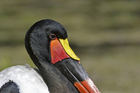 Ephippiorhynchus senegalensis/Jabiru du Senegal/Jabiru d'Afrique/Jabiru african/Saddle Billed Stork