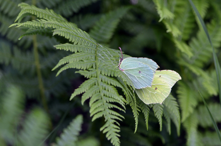 Gonepteryx rhamni/Lemon/Male/Female