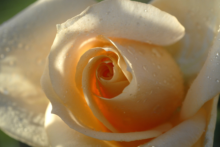 Rosa x/Pink 'Peach Avalanche'