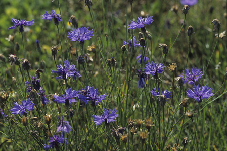 Centaurea cyanus/Blueberry/Cornflower