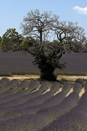 Lavendula x intermedia/Lavandin/Lavender culture/Plateau de Valensole/Alps of Haute Provence/Provence Alpes Cote d'Azur/France