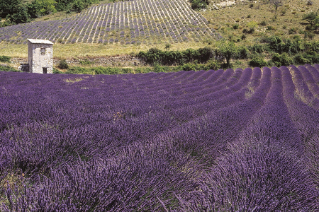 Lavandula x intermedia/Lavender