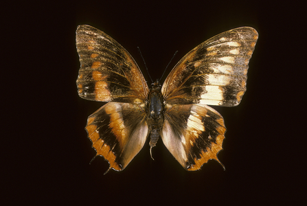 Cynthia cameroonenensis