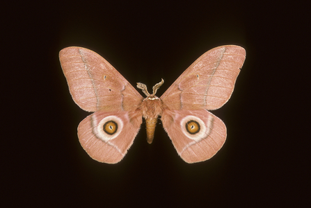 Gonimbrasia belina