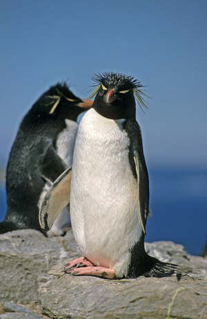 Eudyptes sclateri/Gorfou huppe/Gorfou de Sclater/Erect Crested Penguin