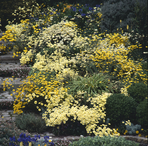 Stanley Spencer、Rock Roses, Old Lodge, T Rock roses. Old Lodge. Taplow., 1957 - Stanley Spencer